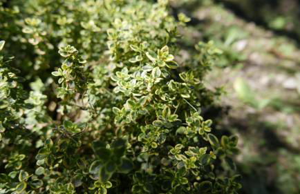 Quater Apartments - Tremezzina - Foto 49