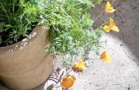 Scorrabrae Orphir Mainland Orkney South Shore Retreat - Photo 78