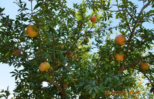 Kavala Villa 360 degrees green - Foto 55