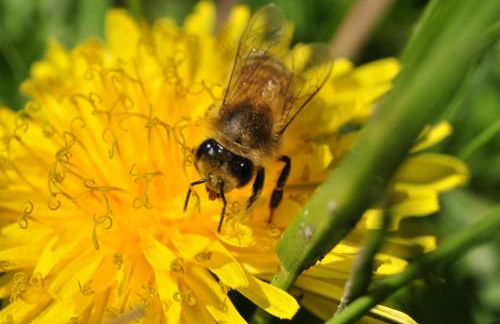 Historische Ferienwohnung - Foto 34