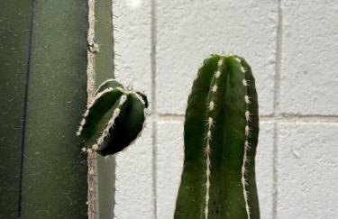 Aerhaus - Mid-Century Oasis - Foto 36