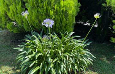 Villa Rosi - Foto 16