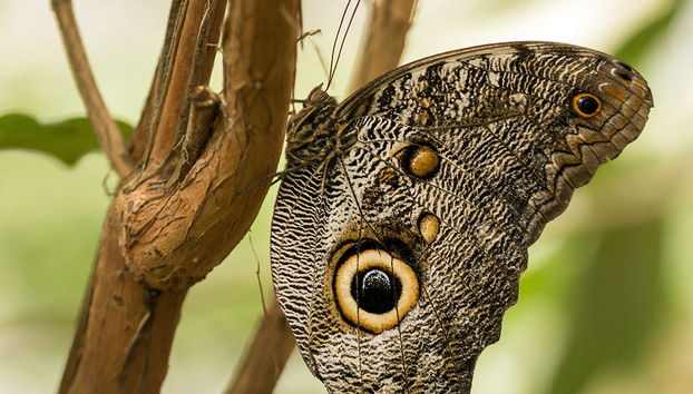 Excursión de un día completo a Mindo - Foto 4