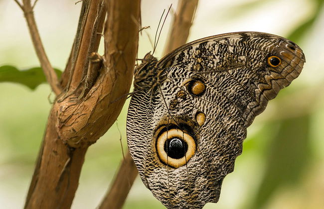 Excursión de un día completo a Mindo - Foto 4