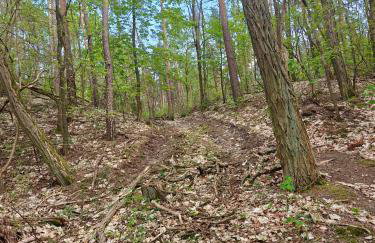 Leśna Ostoja w centrum Puszczy Nadnoteckiej otoczona 3 jeziorami - Foto 36