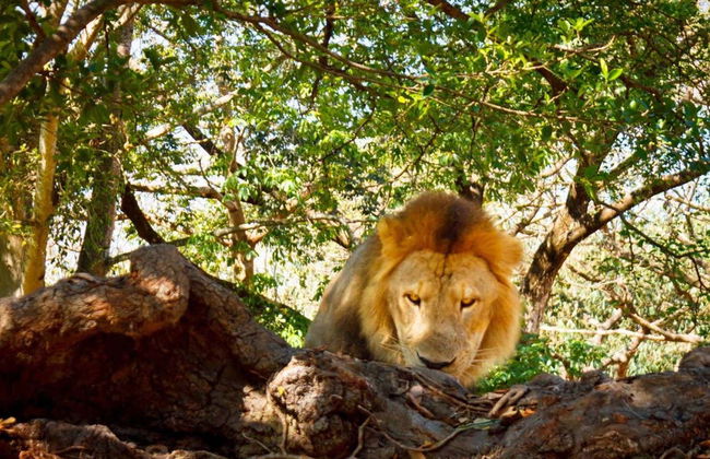 Excursión al Auto Safari Chapín - Foto 3