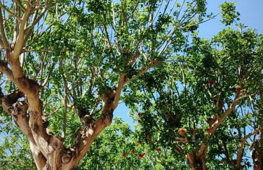 Alla Marina da Pina - Foto 13