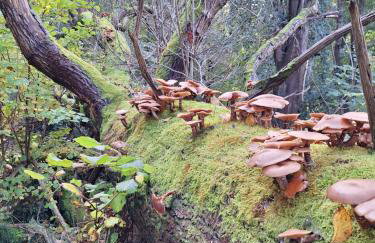 Ryan's Cottage - Photo 39