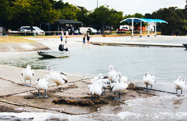 Jacobs Well Tourist Park - Foto 10