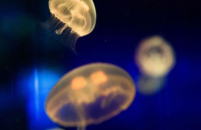 SEA LIFE Sunshine Coast - Foto 3