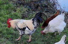 La hervuerie - Foto 11