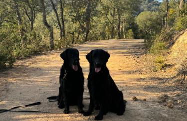Casa Feliz Con Perros - Foto 12