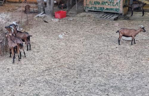 Agriturismo - La capra amaltea - Foto 39