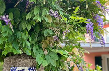 La Casa dei Glicini - Foto 16