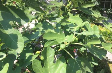 Villa in Walsrode - Photo 54