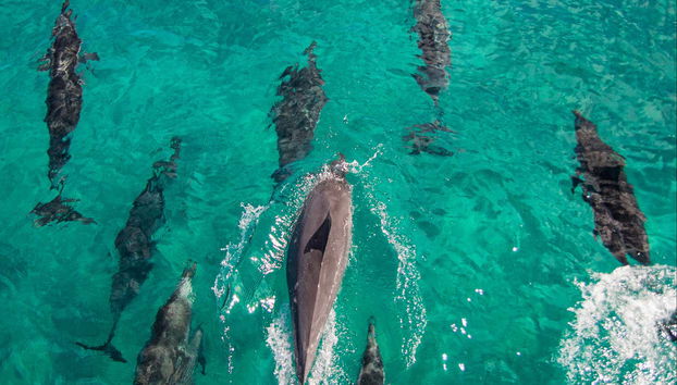 Oahu Dolphin or Turtle Watching & Snorkeling - Foto 4