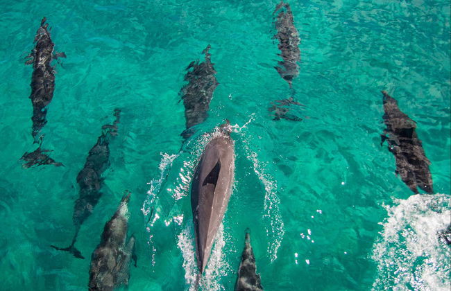 Oahu Dolphin or Turtle Watching & Snorkeling - Foto 4