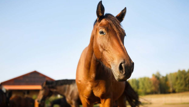 Passeio a cavalo pela Guarda - Foto 5