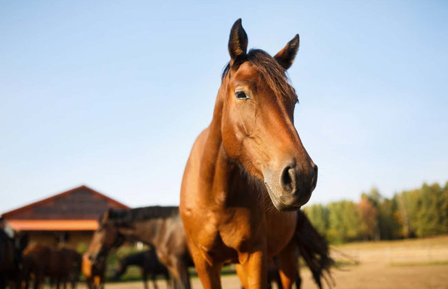 Passeio a cavalo pela Guarda - Foto 5