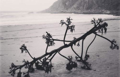 Amarguinha - Foto 21