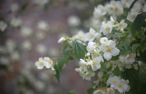 Rural Médulas Viviendas de uso turistico 2 y Casas rurales 2 - Foto 8