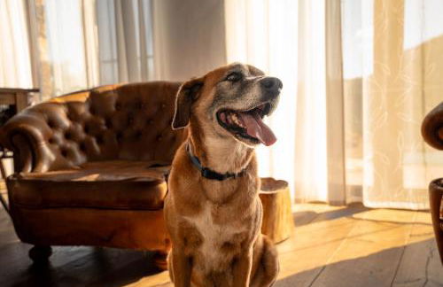 Casas de Campo do Castro da Cola - Foto 10