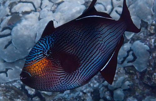 PonoMana Oasis's - Koi Cottage - Foto 71