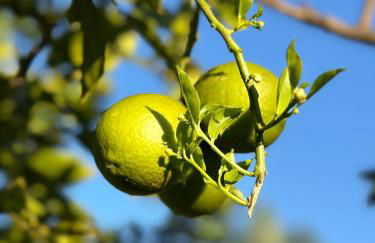 Walkable to SoFi, Intuit Dome, Kia Forum World Cup - Foto 60