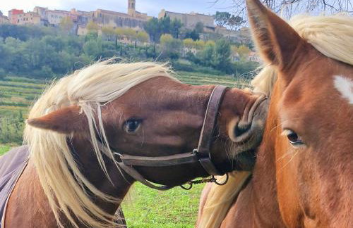 Maison de Caractère située au coeur des domaines viticoles de BANDOL - Foto 24