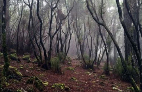 La Casita de Descanso - Das Häuschen der Ruhe - La Luz - La Orotava - Foto 63