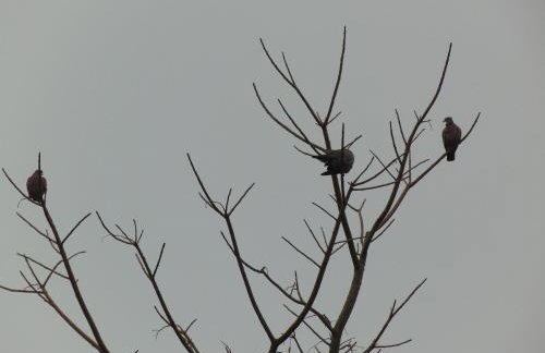 Rancho do Colega - Foto 61