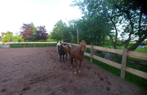 Landhof Lieg - Tierische Auszeit in unseren gemütlichen Ferienwohnungen - Foto 32
