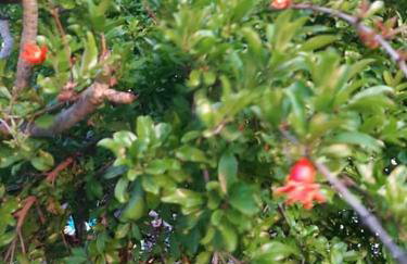 Annika's Summer Dream - Foto 39