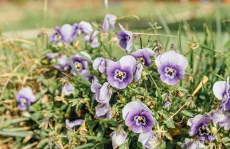 Alojamiento Turístico La alegría de la huerta - Foto 43