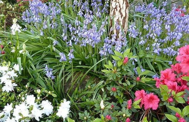 The Boomerangs - Foto 30