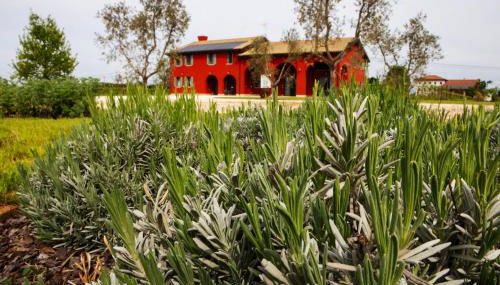 Agriturismo La Rosarnetta - Foto 4, Garden