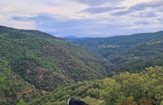 Cevennes Stone Retreat - Foto 36