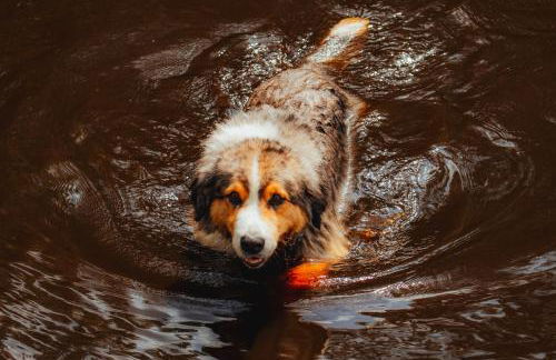 Natursee-Chalet,Spa mit Hot Tub,Jacuzzi,Sauna,Ponyhof,angeln - Photo 35