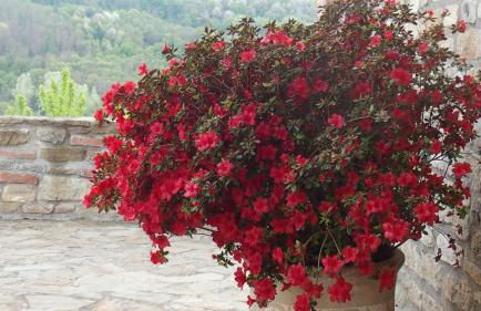 La Corte Di Langa - Foto 30