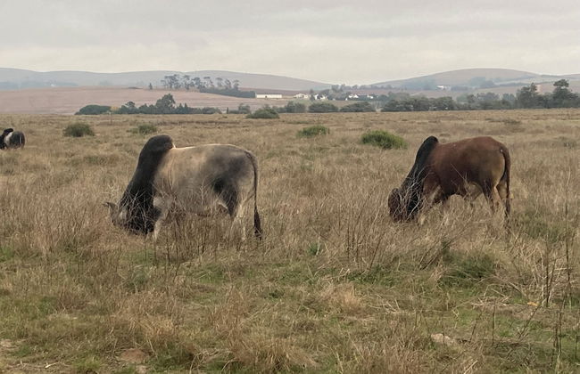 3 Bedroom Part House in the Scenic Durbanville Wine Lands Area, Holiday Facility - Photo 16