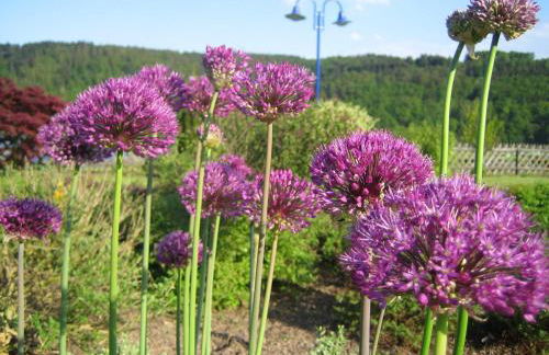 Ferienwohnung Denhof - Foto 6