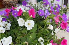 Agritur Girasole - Foto 37