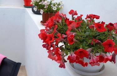 Granny's Home ,mini villa for 4 - Foto 23