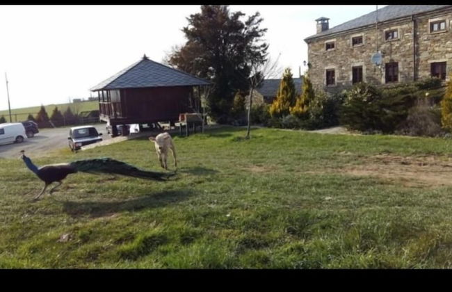 Casa Rural O Ventorrillo - Foto 55