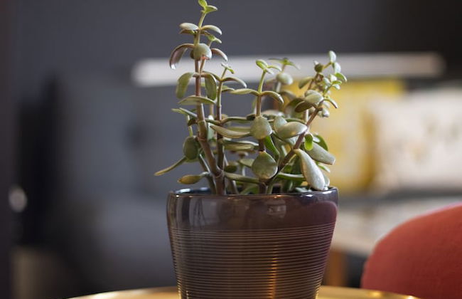 Old Town Grade II Listed 2 Bed - Foto 26