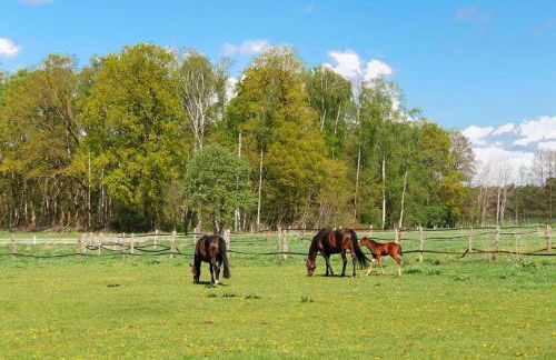 Hof Esterau - Appartment blau-grün - Foto 15