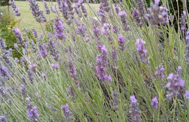 Domaine les Moustans - Foto 37