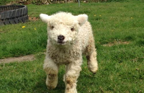 Rivendell Farm by Wigwam Holidays - Photo 16