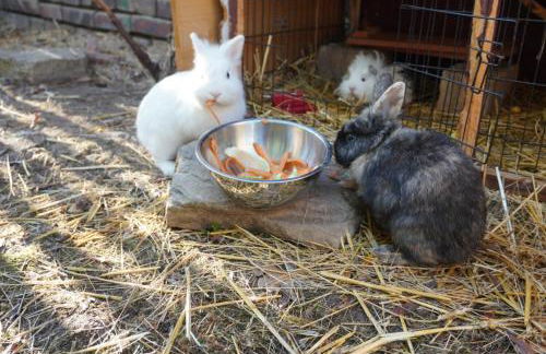 Hütte mit Herz im Harz - Foto 17