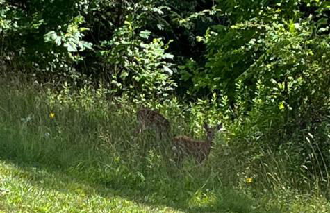 Home in the Heart of W.V. Adventure Country! - Photo 61